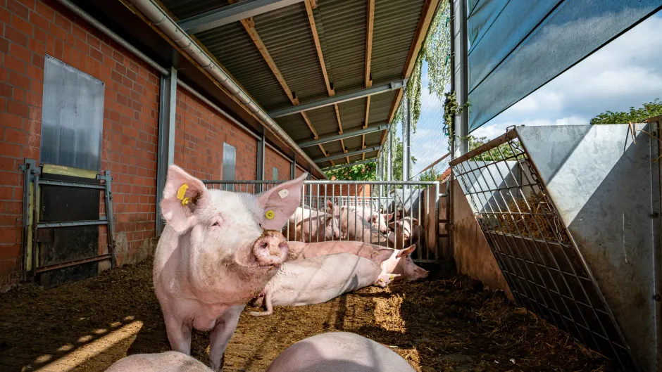 Schweinehaltung im Offenstall